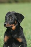 BEAUCERON - PUPPIES 410